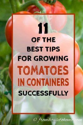 Growing tomatoes in containers is a great way to get the taste of fresh tomatoes even if you don't have a lot of garden space. Using these ideas for how to grow tomatoes in a pot, you can put a tomato planter on your patio, deck, balcony or porch and harvest tomatoes all summer long. #fromhousetohome #tomatoes #containergardening #gardeningtips #vegetablegarden #gardening Potted Tomato Plants, Lots Of Tomatoes, Tanaman Tomat, Tomato Support, Best Tasting Tomatoes, Tomatoes In Containers, How To Grow Tomatoes, Tomato Planter, Tips For Growing Tomatoes