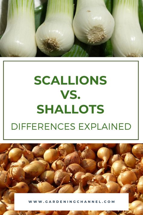 Should you grow scallions or shallots? Our best answer is to grow both. Follow these gardening tips to learn the differences between scallions and shallots. #gardeningchannel #gardening #growingonions #vegetablegardening Growing Shallots, Pickled Shallots, Growing Onions, Cooking 101, Asian Foods, Growing Tomatoes, Food Preservation, Best Answer, Food Tips