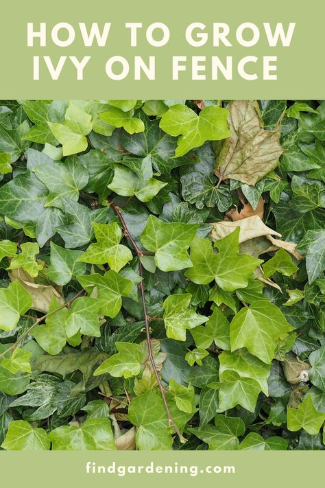 How to grow ivy on fence, how to grow ivy on chain link fence vertically Patio Ivy Wall, Ivy Growing On Fence, Vines That Grow On Fences, Ivy Fence Backyard, Privacy Ivy Fence, Growing Vines On Fence, Plants To Hide Chain Link Fence, Chain Link Fence Plants, Ivy Plant Outdoor Wall