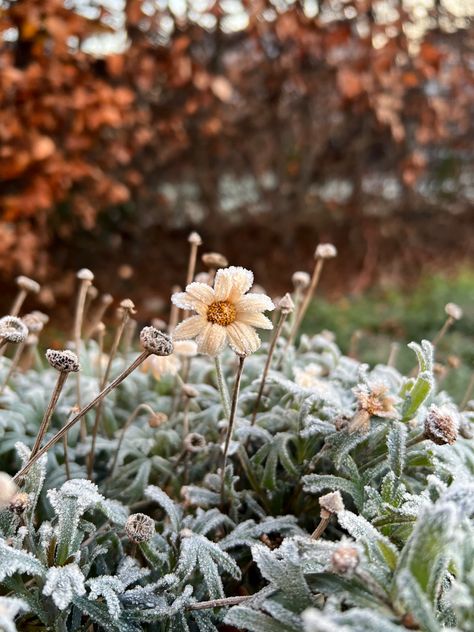 Spring Winter Aesthetic, Winter Spring Aesthetic, Aesthetic Outside, Frosted Flowers, Flowers Winter, Pretty Aesthetic, Winter Plants, Winter Flowers, Spring Aesthetic