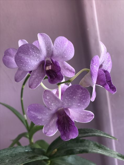 Orkid Flower Aesthetic, Orchid Aesthetic Color, Orchid Flower Purple, Purple Orchids Aesthetic, Orchid Purple Aesthetic, Orchid Aesthetic Flower, Orchid Color Aesthetic, Purple Orchid Aesthetic, Orkide Flower