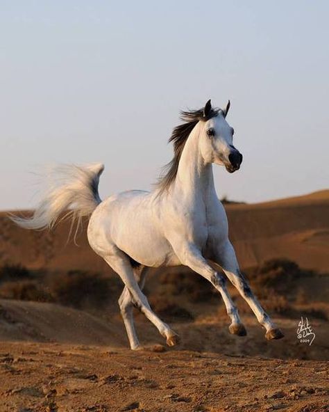 Wild Arabian ❤️ Horse Pics, Arabian Stallions, Beautiful Arabian Horses, Most Beautiful Horses, Most Beautiful Animals, Majestic Horse, All The Pretty Horses, Arabian Horses, Horse Crazy