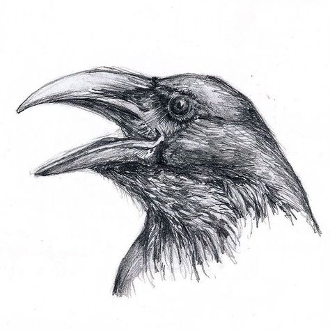 Easy Birds Pencil Drawing Raven Pen Drawing, Crow Sketch Pencil, Raven Pencil Drawing, Drawing Ravens Sketch, Raven Ink Drawing, Crow Pencil Drawing, How To Draw A Raven, Raven Drawing Sketch, Crow Drawing Sketch