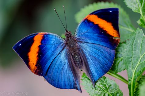 https://flic.kr/p/je2cLs | Indian Leaf Butterfly Painting Butterflies, Butterfly Drawings, Leaf Butterfly, Dragonfly Insect, Beautiful Butterfly Photography, Peacock Butterfly, Butterfly Species, Flying Flowers, Blue Morpho