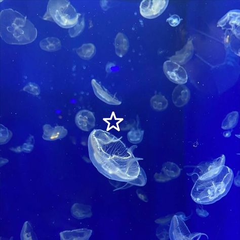 Fantasy Water Aesthetic, Jellyfish Blue Aesthetic, Aquarium Aesthetic Jellyfish, Ocean Creatures Aesthetic, Jellyfish Aquarium Aesthetic, Sealife Aesthetics, Aquarium Wallpaper Aesthetic, Aquariums Aesthetic, Aquarium Widget