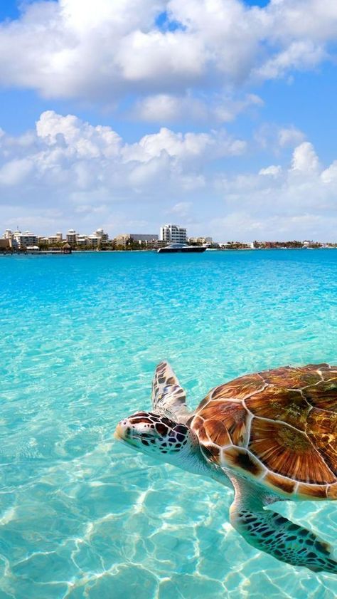 Barbados Beach, Cancun Beaches, Cancun Trip, Turtle Love, Vacation Club, Beach Please, Cancun Mexico, Riviera Maya, Cancun