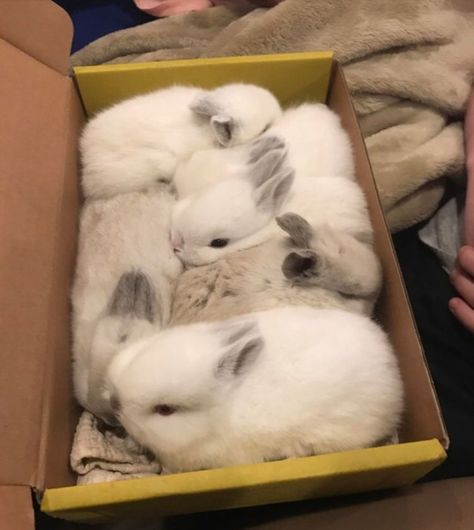 youtube: Zakia Chanell pinterest: elchocolategirl instagram: elchocolategirl snapchat: elchocolategirl Bunny Litter, Bunnies In Love, 4 Bunnies, Cutest Bunny Ever, Bunny Cat, Cute Bunny Pictures, White Rabbits