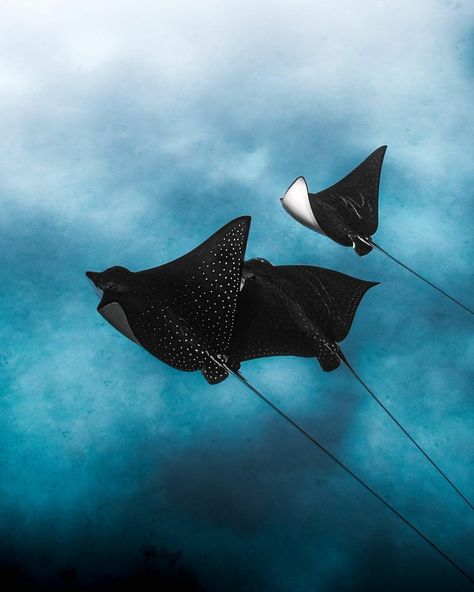 Great Barrier Reef Sting Ray Aesthetic, Soar Like An Eagle, Cardboard Animals, Eagle Ray, Biology Art, Beautiful Sea Creatures, Water Animals, Underwater Life, Pretty Animals