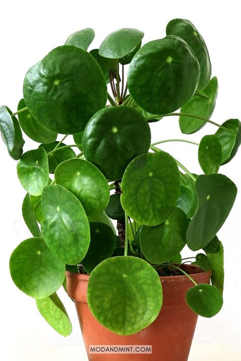 The eye-catching round leaf plants on this list are easy to care for and will look fabulous in your home! Hibiscus Flower Meaning, Mint Plant Care, Plant Meanings, Popular House Plants, Pilea Peperomioides, Mint Plants, Chinese Money Plant, Money Plant, Indoor Plant Care