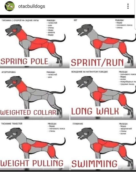 Different Muscle Groups, Dog Harness Pattern, Dog Infographic, Types Of Exercise, Dog Anatomy, Dog Enrichment, Really Cute Puppies, Dog Exercise, Mental Stimulation