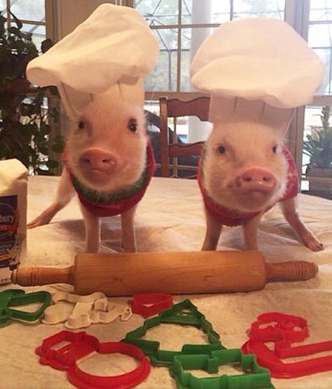 Poppleton and Priscilla baking with Grandma! Teacup Pigs, Cute Piglets, Baby Farm Animals, Funny Pigs, Mini Pigs, Cute Piggies, Pet Pigs, Baby Animals Pictures