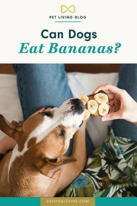 Bananas For Dogs, Banana Vitamins, Can Dogs Eat Bananas, Peanut Butter Brands, Banana Health Benefits, Banana Benefits, Dog Health Tips, Healthy Treat, Make Banana Bread