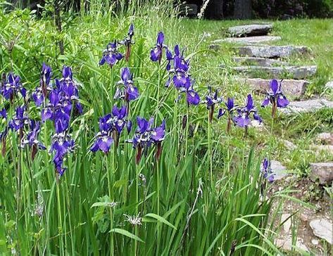 Perennial Garden Design, Blue Flag Iris, Iris Versicolor, Cockle Shells, Fish Pond Gardens, Bog Plants, Aquatic Garden, Blue Flag, Rain Garden