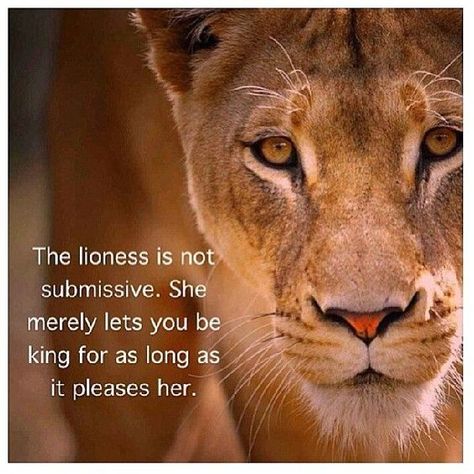 Lioness Lioness Quotes, Leo Quotes, Lion Quotes, Lion And Lioness, Lion Love, Leo Women, Lion Images, She Wolf, Alpha Female