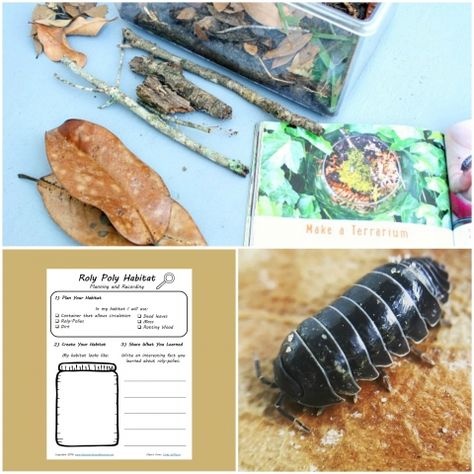 Make a Roly Poly Habitat with this Free Printable Planning and Recording Sheet Record Printable, Outdoor Preschool, Pill Bugs, Pet Health Record, April Preschool, Conservation Activities, Woodlice, Mini Beasts, Pill Bug