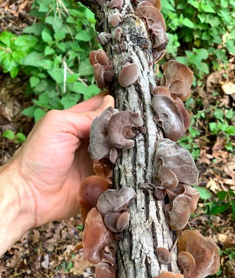 Find out how to forage, identify, grow, and eat edible and medicinal wood ear mushrooms (Auricularia species) and make wood ear salad! #woodearmushrooms #blackfungus #Auricularia #foraging #mushroomforaging #TyrantFarms Wood Ear Mushroom, Wood Ear Mushroom Recipe, Mushroom Guide, Edible Wild Mushrooms, Edible Fungi, Mushroom Identification, Growing Mushrooms At Home, Mushroom Spores, Wild Foraging