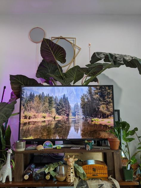 Plants Behind Tv, Tv In The Bedroom, Interior Plants, Home Cinema, Home Cinemas, Room Design Ideas, Large Plants, East Side, Design Help