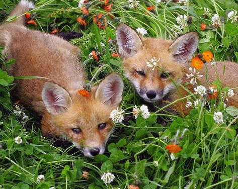 #animals #aesthetic #cottage #cottagecore #cottagecoreaesthetic #aesthetic #fairycore #fairy Baby Foxes, Two Foxes, Fox Pictures, Pet Fox, Baby Fox, Cute Fox, The Grass, Nature Animals, 귀여운 동물