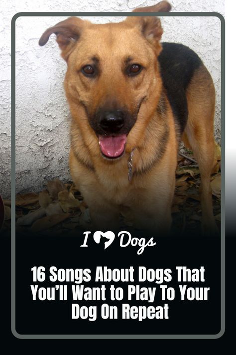 16 Songs About Dogs That You’ll Want to Play To Your Dog On Repeat Songs For Dogs, Dog Songs, Martha My Dear, Billy Currington, Friendship Songs, 9 Songs, About Dogs, The Monkees, Dog Hacks