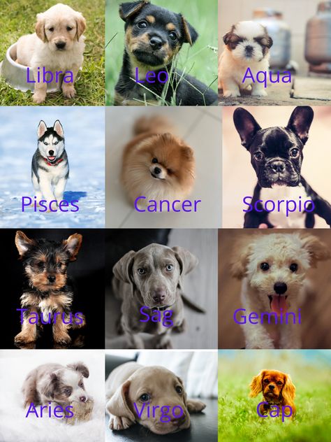 Zodiac Sign Animals, Disney Princess Zodiac, Dog Zodiac, Zodiac Signs Animals, Zodiac Signs Elements, Zodiac Signs Pictures, Zodiac Animals, Zodiac Sign Fashion, Zodiac Characters