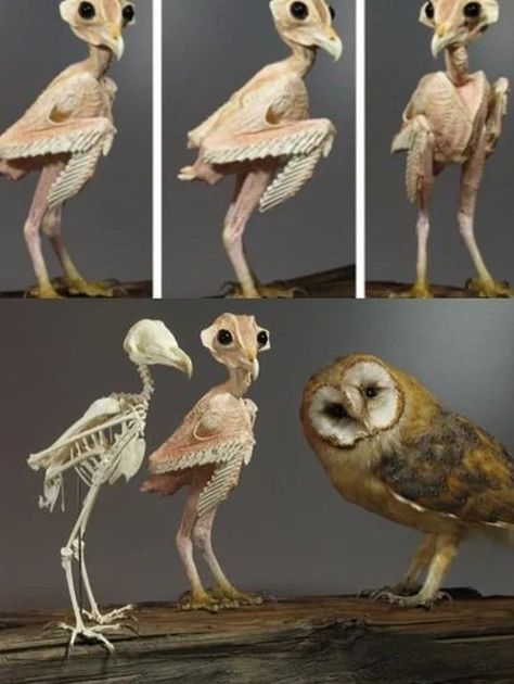 Just an owl without feathers - 9GAG Bird Anatomy, Prehistoric Animals Dinosaurs, Animal Skeletons, Funny Owls, Animal Study, Pet Bunny, Animal Bones, Bird Skull, Owl Bird