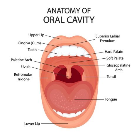 Oral Cavity Anatomy, Open Mouth Illustration, Speech Pathology, Dental Assistant, Cityscape Photos, Open Mouth, Logo Banners, Marketing Design, Custom Illustration