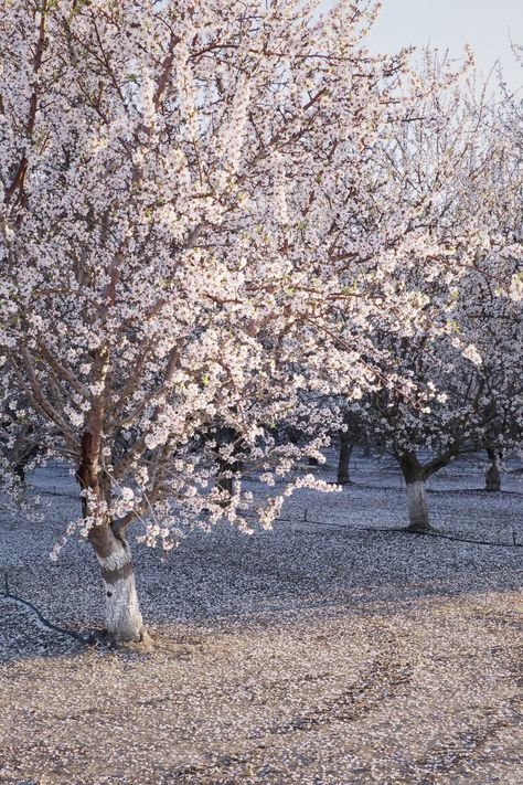 Almond Blossoms Photography, Almond Tree Blossom, Blossom Tree Wedding, White Blossom Tree, California Hills, Almond Flower, Almond Blossoms, Almond Tree, Blooming Trees