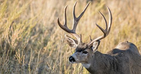 5 Best States for Mule Deer Hunting | MeatEater Hunting Deer Habitat, Deer Tags, Western Hunting, Mule Deer Hunting, Diy Western, Mule Deer Buck, Buck Hunting, Deer Doe, Country Summer