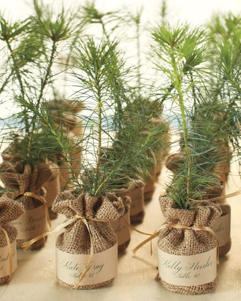 Tree Favors, Winter Favors, Tree Seedlings, Winter Wedding Favors, نباتات منزلية, Wedding Favors Fall, Wedding Favors Cheap, Wedding Favor Ideas, בר מצווה