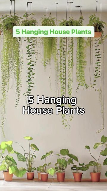 Hanging House Plants, Hanging House, String Of Pearls Plant, String Of Hearts, Garden Kneeler, Staghorn Fern, Indoor Flower Pots, Golden Pothos, Moth Orchid