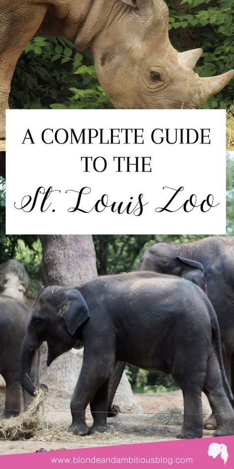 COMPLETE GUIDE TO THE ST. LOUIS ZOO | st louis zoo tips, st louis zoo pictures, st louis zoo animals, st louis zoo map, st louis zoo activities Day Trips From St Louis, St Louis Aquarium, St Louis Photography Locations, Zoo Map, Zoo Pictures, St Louis Zoo, Historic St Louis, Zoo Activities, Travel Things