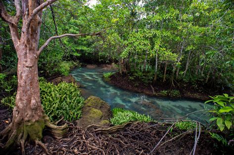 Mangrove Forest Underwater, Landscape References, Ocean Habitat, Solar Punk, Mangrove Forest, Crow's Nest, Amazon River, Abandoned Places, Premium Photo