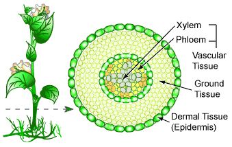 plantcrossection.gif Tissue Diagram, Ground Tissue, Tissue Biology, Plant Physiology, School Hacks Diy, Plant Activities, Plant Structure, Desain Buklet, Ap Biology