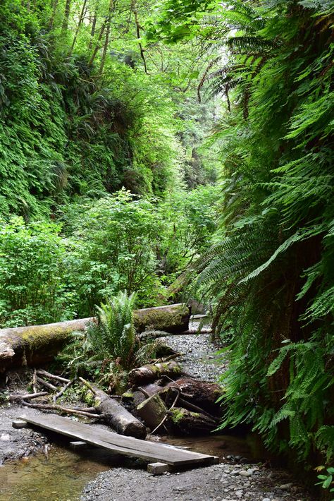 Fern Canyon, Green Country, Nature Green, Countries Of The World, Environmental Protection, Garden Bridge, Wild West, Beautiful World, Fern