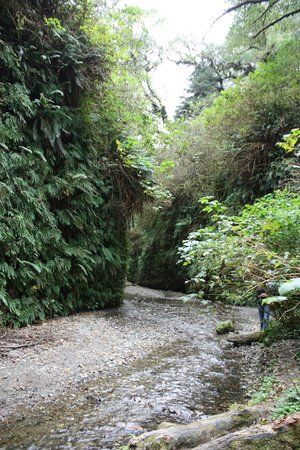 Prairie Creek Redwoods State Park: Fern Valley Iao Valley State Park, Fern Valley, Red Woods, Brown County State Park, Humboldt County California, Henry Cowell Redwoods State Park, Prairie Creek Redwoods State Park, Humboldt County, Aesthetic Board