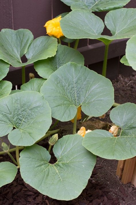 Did You Know You Can Eat Pumpkin Leaves? — Tips from The Kitchn | The Kitchn > I just wish this had some visuals on how to clean them. Vine Leaf Recipes, Pumpkin Plant, Halloween Carving, Reminder Notes, Pumpkin Leaf, Pumpkin Vine, Black Garlic, Pumpkin Leaves, Hello Pumpkin