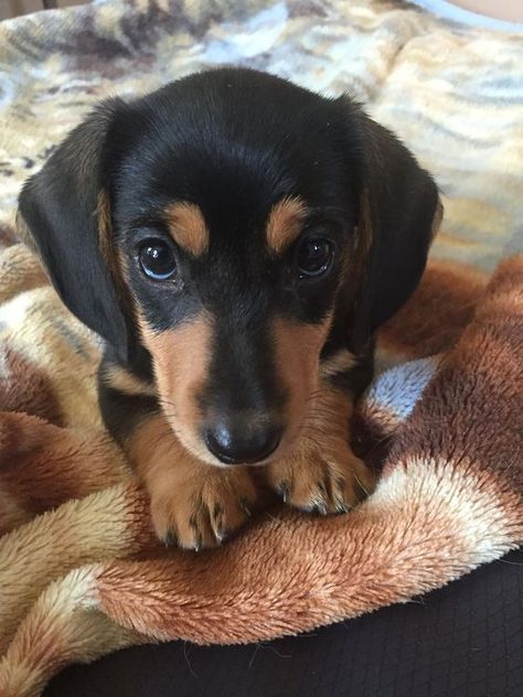 Dapple Dachshund Puppy, Dachshund Puppy Miniature, Dapple Dachshund, Miniature Dachshund, Weenie Dogs, Dachshund Lovers, Dachshund Puppies, Dachshund Puppy, Dachshund Love