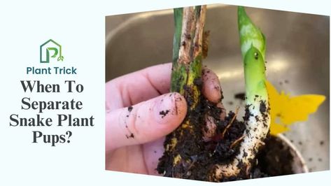 Snake Plant Pups! What They Are And How To Grow Them Sanseveria Plants, Snake Facts, Baby Snakes, Types Of Snake, Plant Growing, Replant, Mother Plant, Snake Plant, Plant Needs