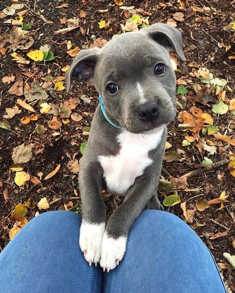 Staffordshire Bull Terrier Puppies, Staffy Dog, Amstaff Puppy, Super Cute Puppies, Very Cute Dogs, Fluffy Dogs, Pitbull Puppies, Staffordshire Bull Terrier