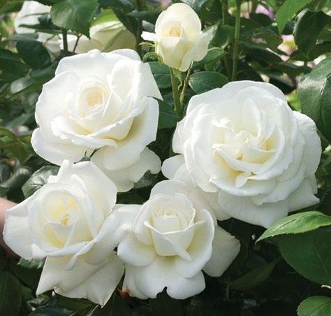 White Moon Roses White Moon, Moon Garden, Have Inspiration, Hybrid Tea Roses, White Gardens, Tea Roses, Love Rose, Rose Garden, Beautiful Blooms