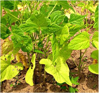 nitrogen deficiency Plant Deficiencies, Guava Plant, Garden Problems, Gardening Landscaping, Visual Reference, Plant Help, Pole Beans, Plant Problems, Garden Compost