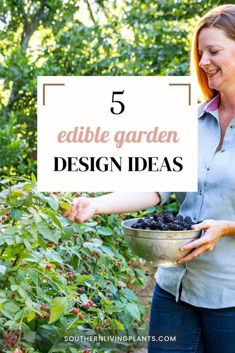 Woman holding basket of fresh-picked berries Berry Patch Layout Garden Ideas, Berry Bushes Garden Ideas, Berry Garden Layout, Berry Garden Design, Edible Garden Design, Home Garden Ideas, Southern Living Plants, Berry Garden, Small Vegetable Gardens