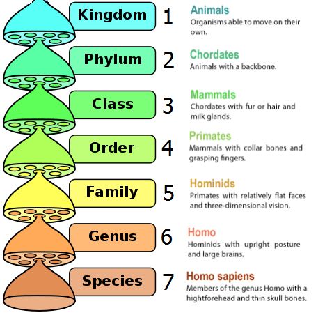 Classification Of Animal Kingdom, 5 Kingdom Classification, The Living World Notes Biology, Animal Kingdom Classification, Classification Of Organisms, Classification Of Living Things, Classification Of Animals, Kingdom Classification, Animal Biology