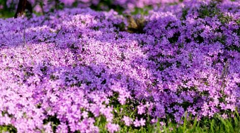 Phlox Ground Cover, Ground Cover Plants Shade, Ground Cover Flowers, Best Ground Cover Plants, Phlox Plant, Heat Tolerant Plants, Drought Resistant Landscaping, Perennial Ground Cover, Garden Companion Planting