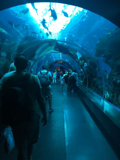 Singapore Sea Aquarium, S.e.a Aquarium Singapore, Singapore Activities, Singapore Aquarium, Sea Aquarium Singapore, Sea Life Centre, Sea Aquarium, Travel Aesthetics, Sydney Travel