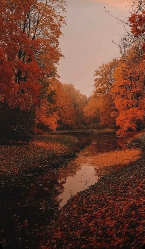 Fall Wallpaper Backgrounds, Iphone Fall Wallpaper, Hello October Images, Rainy Autumn Day, Rainy Autumn, The Best Aesthetic, Deer Wallpaper, Best Aesthetic, Fall Images