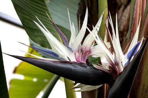 A flower off of a White Bird of Paradise! Tropicalflowers-and-plants.com Bird Of Paradise Tattoo, White Bird Of Paradise, Birds Of Paradise Plant, Bird Of Paradise Flower, Glass Bird Feeders, Paradise Tattoo, Bird Of Paradise Plant, Birds Of Paradise Flower, Starter Plants