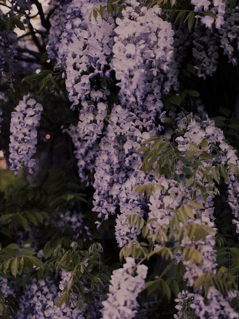 Flowers Art Photography, Large Photography, Selling Photography, Etsy Photography, Purple Wisteria, Print Display, Fine Art Photography Print, Photography Prints, Photography Prints Art