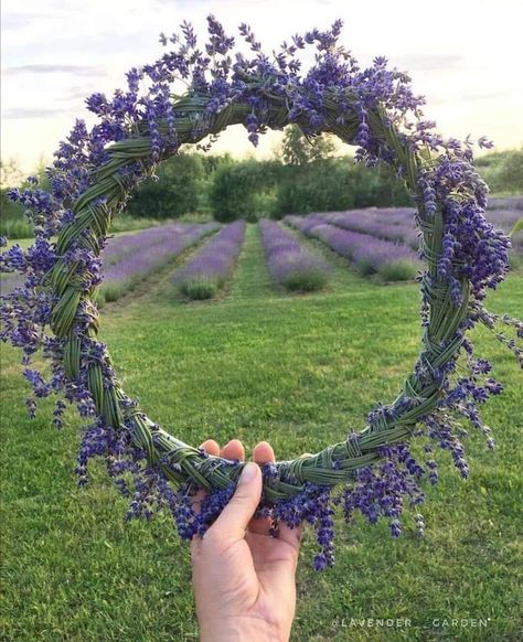 Purple Cottagecore, Lavender Herb, Lavender Aesthetic, Lavender Bouquet, Lavender Garden, Lavender Tea, Lavender Farm, Lavender Plant, Language Of Flowers