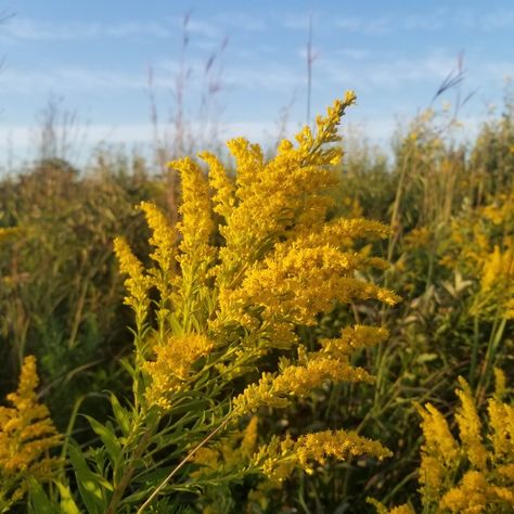 Oregon Plants, Oregon Native Plants, Native Oregon Plants, Oregon State Flower, Oregon Native Flowers, Japanese Garden Portland Oregon, Tillamook Oregon, Goldenrod Flower, Oregon Sunshine Flower